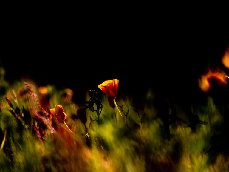 ART PHOTO EVEIL DU PRINTEMPS # 55